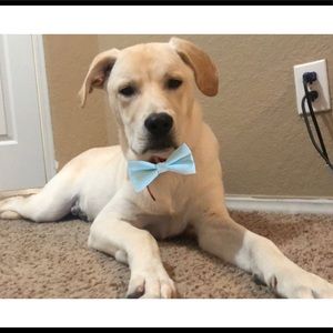 Meet your Posher, Dee